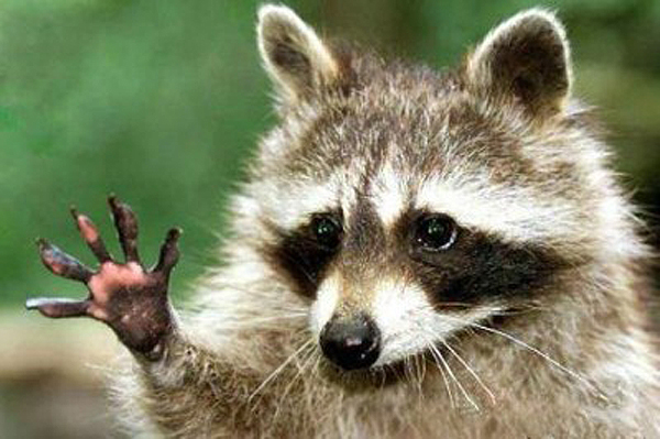 cute-raccoon-waving-400x266.jpg