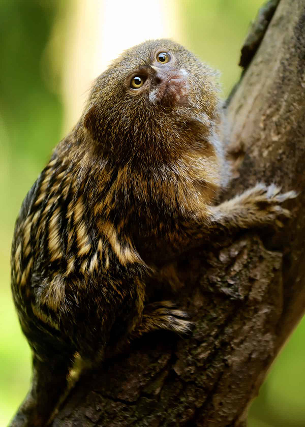 Pygmy Marmoset-orama – Cupcake Punk